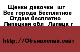 Щенки девочки 4шт - Все города Бесплатное » Отдам бесплатно   . Липецкая обл.,Липецк г.